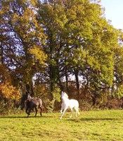 Haras des alpilles